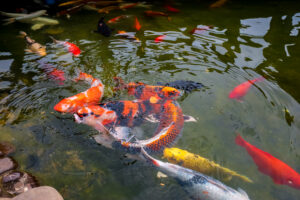 บ่อปลาคาร์ฟคุณภาพจัดง่ายๆ